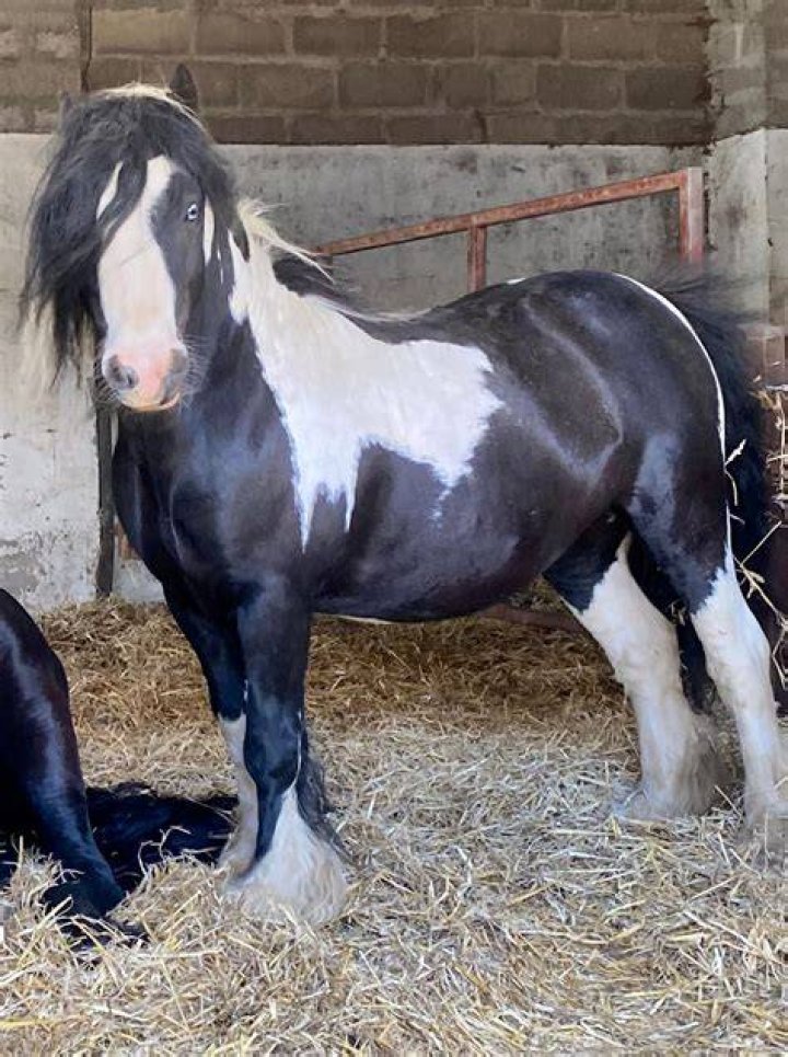Is cob good for horses?