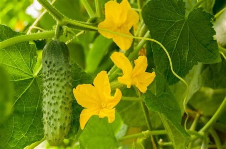Is cucumber high in sugar?