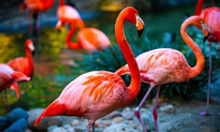 Is Flora a flamingo?