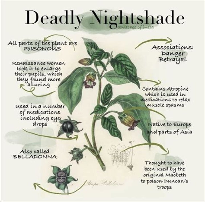 Is garlic considered a nightshade?