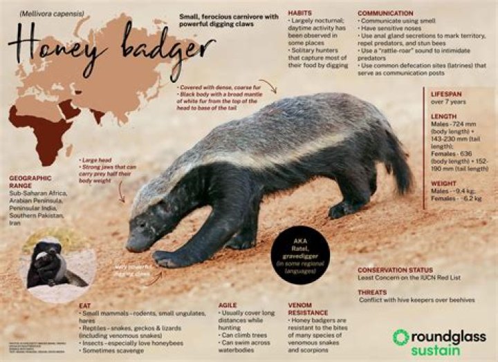 Is honey badger the toughest animal in the world?
