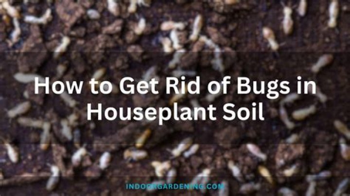 Is it normal to have bugs in potting soil?