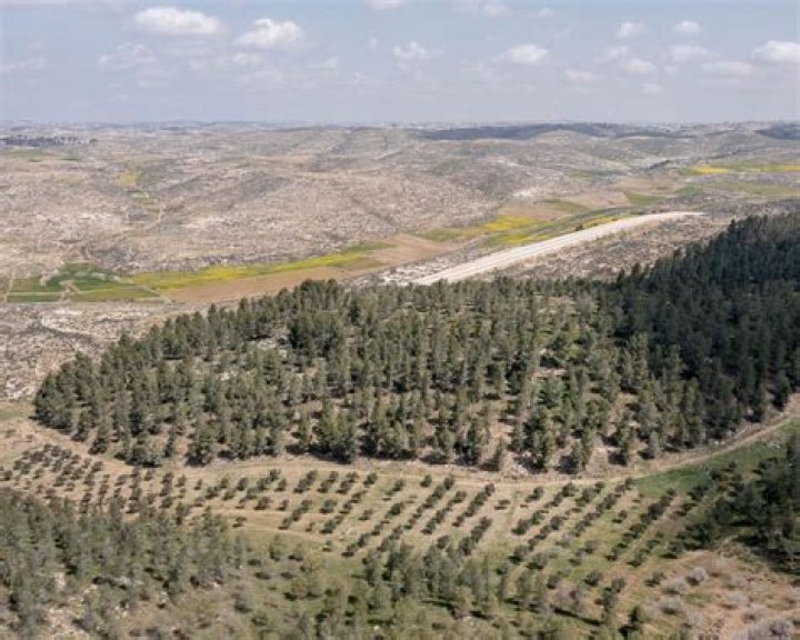 Is it possible to grow forest in desert?