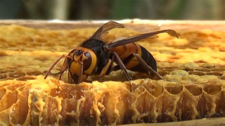 Is killing bees vegan?