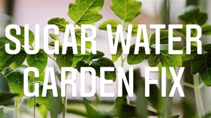 Is sugar water good for shock?