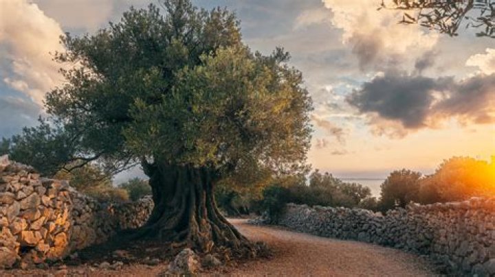 Is the olive tree the tree of life?