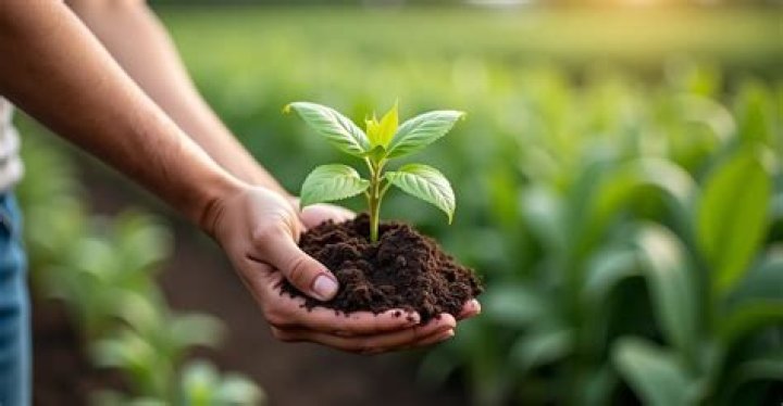 Should I add fertilizer to my water propagation?