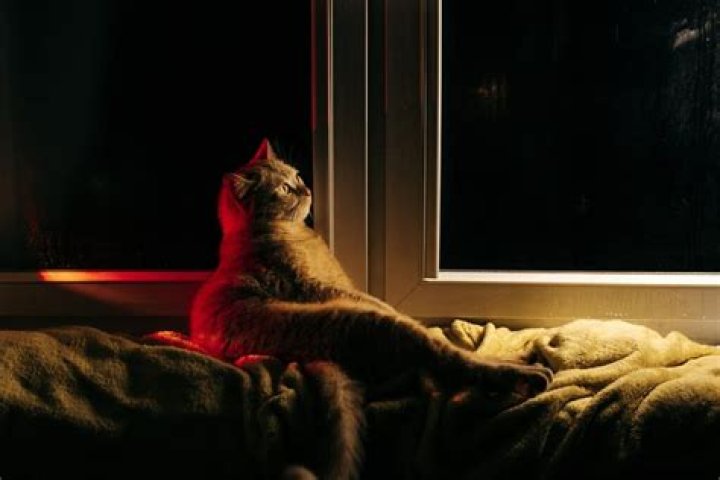 Should I leave a light on for hamster?