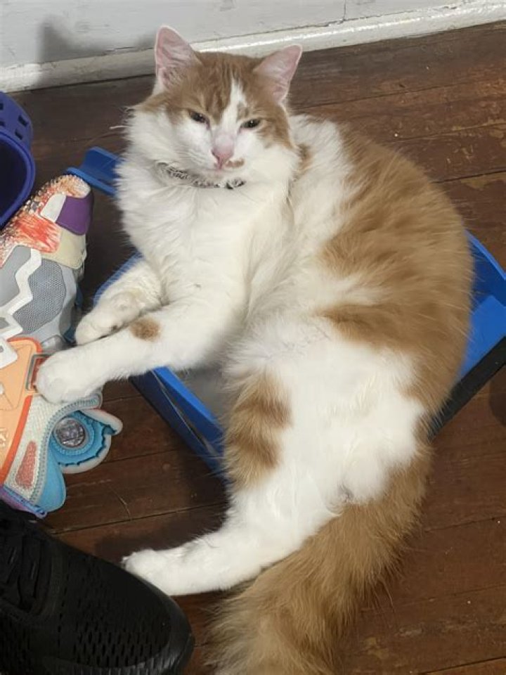 Should I shave my cats bum?