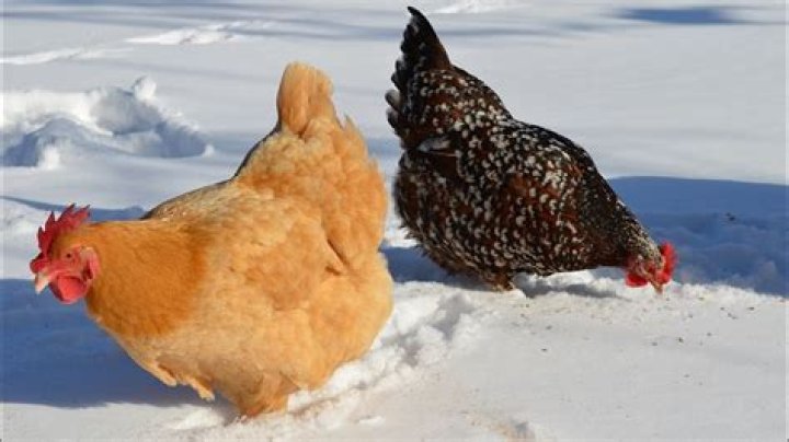 Should you let chickens out in the snow?