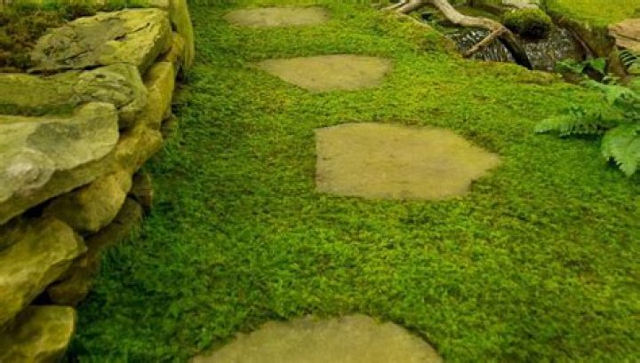 Should you let moss grow between pavers?