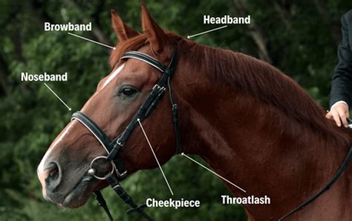 Should you lunge a horse in a bridle?