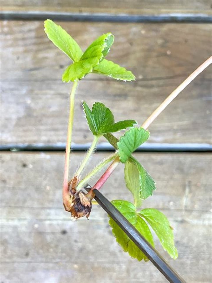 Should you pinch off strawberry flowers?
