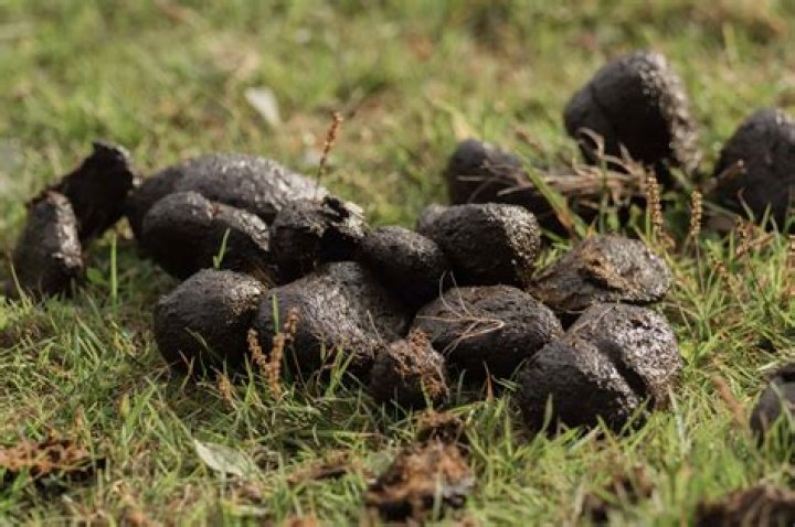 What animal has white poop?