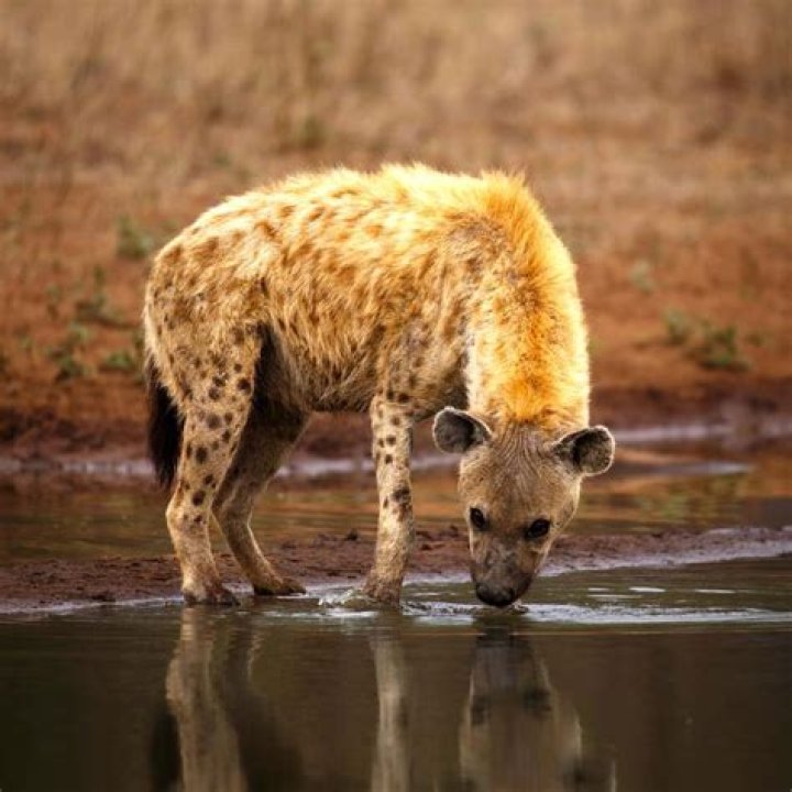 What animal hunts hyenas?