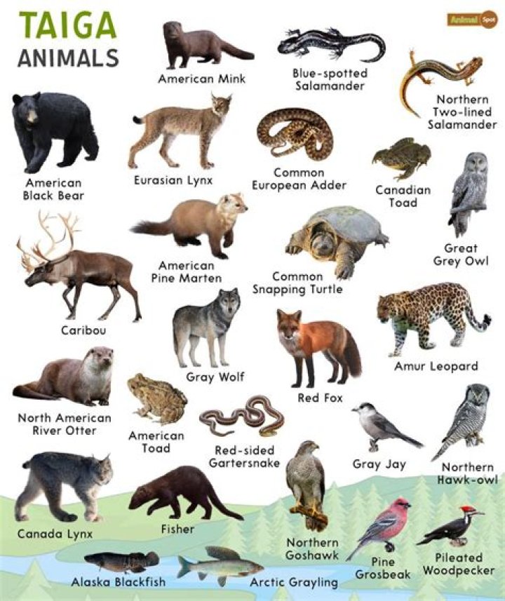 What animal or insect eats wood?