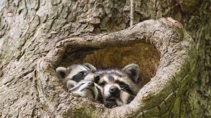 What animal scares raccoons?