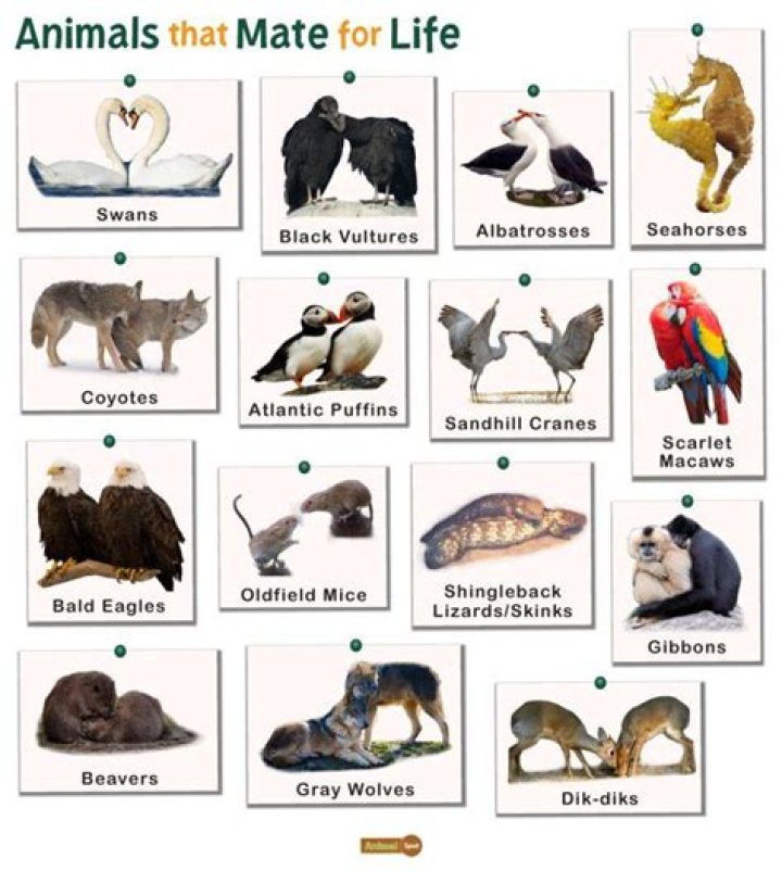 What animals Can dogs mate with?