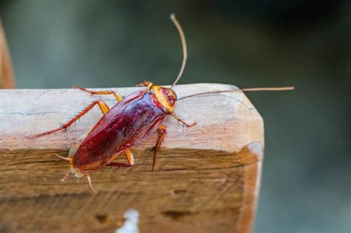 What are albino roaches?