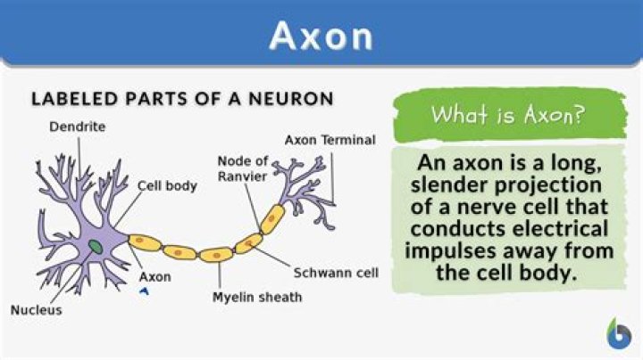 What are axons made of?