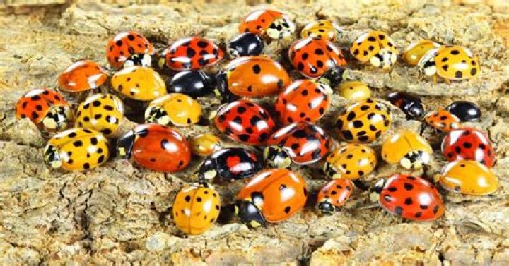 What are gold ladybugs?