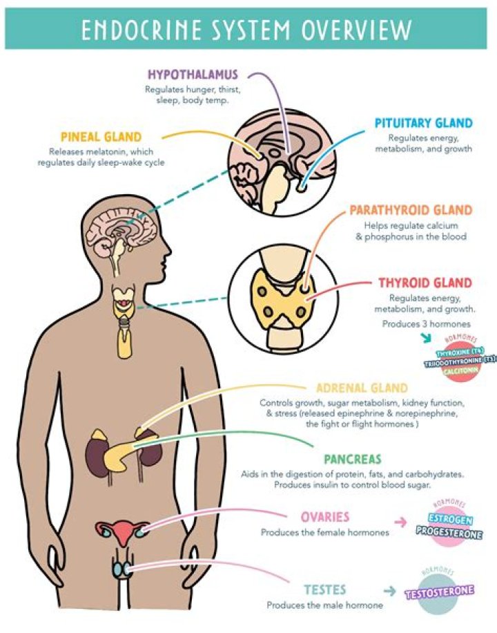 What are the 12 endocrine glands?