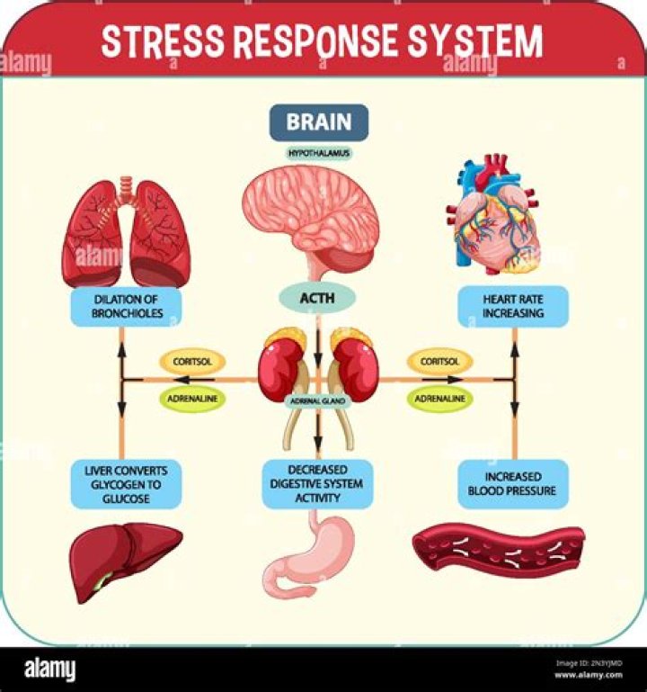 What are the 4 physiological responses to lying?