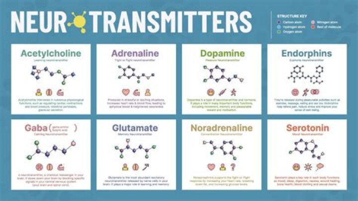 What are the 6 neurotransmitters?