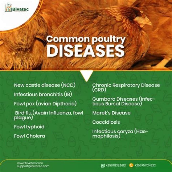 What are the most common diseases in chickens?