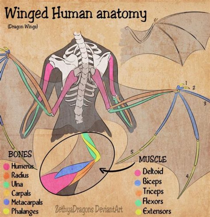 What are winged humans called?