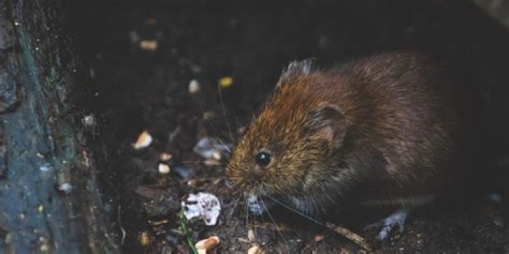 What can I do if my Neighbour has rats?