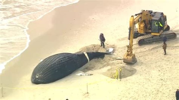 What do they do with dead whales on the beach?