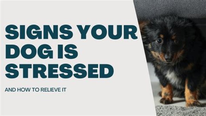 What does a stressed dog look like?