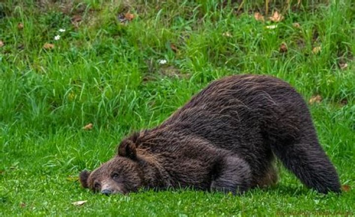 What happens if you lie down all day?