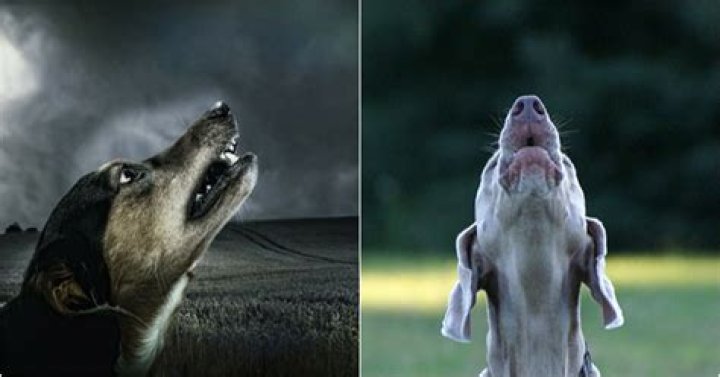 What happens when dogs cry at night?