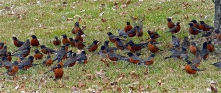 What is a flock of robins called?