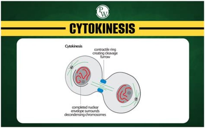 What is cytokinesis in short answer?