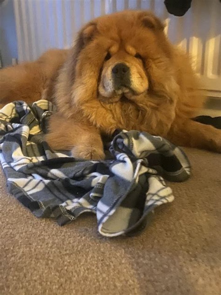 What is Leos dog?