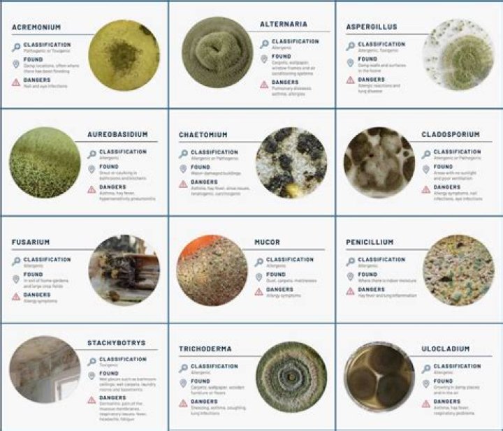 What is mold rage?