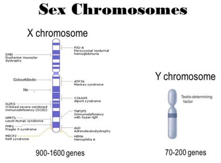 What is the 1st chromosome?