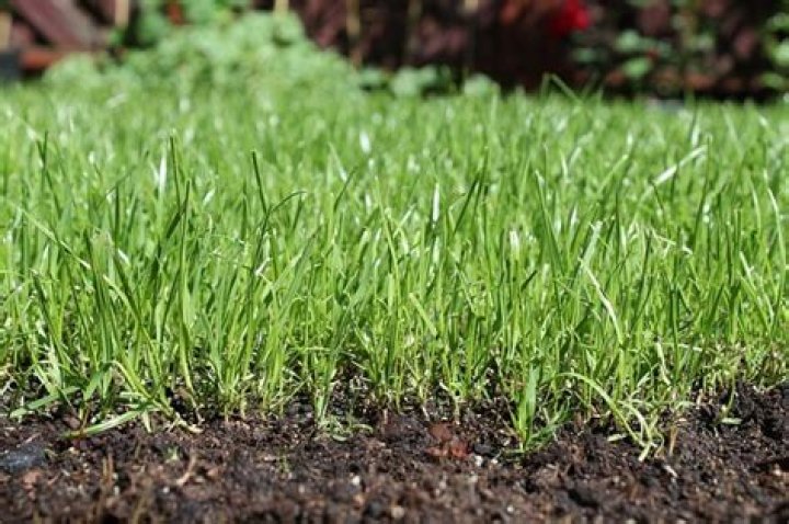 What is the best topsoil for grass?