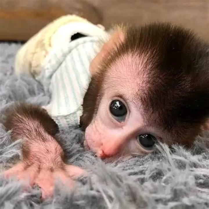What is the cheapest monkey?