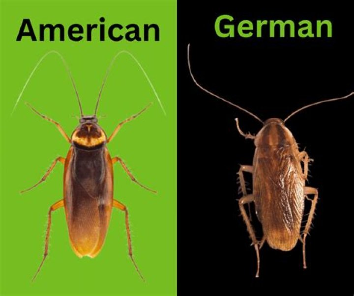 What is the difference between German roaches and regular roaches?