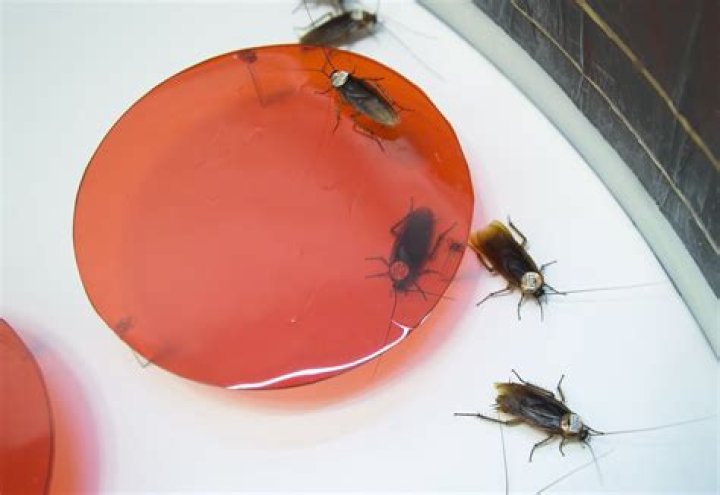 What is the dirtiest bug in the world?