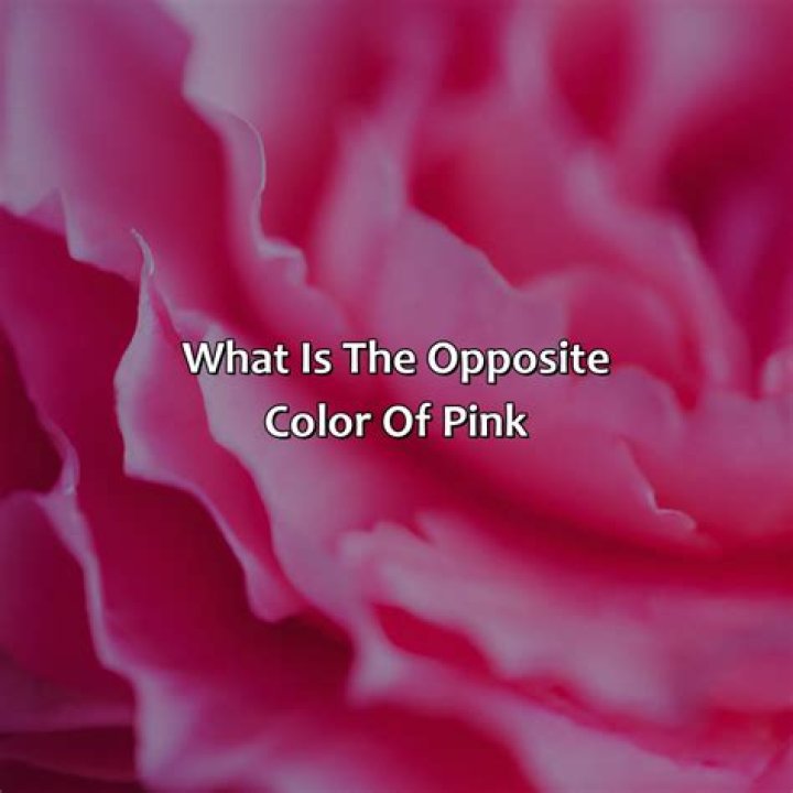What is the opposite of the color rose?