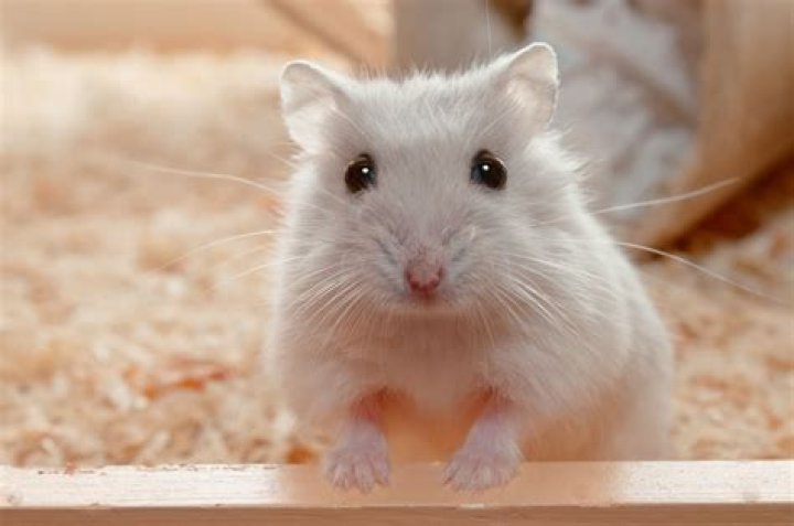 What is wet tail hamster?
