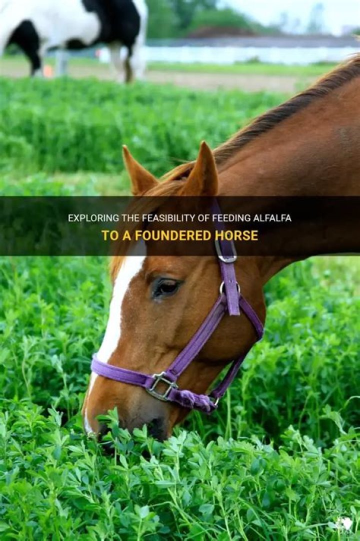 What kind of hay do you feed a foundered horse?