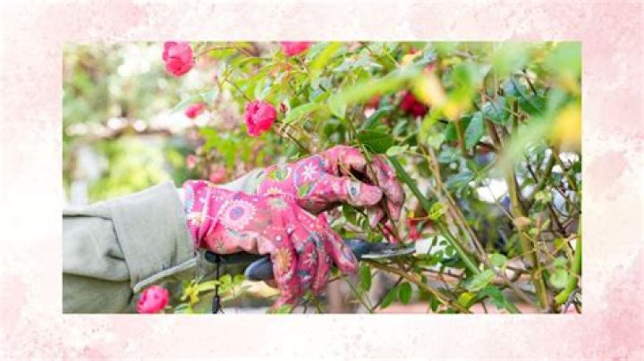 What month do you prune roses?