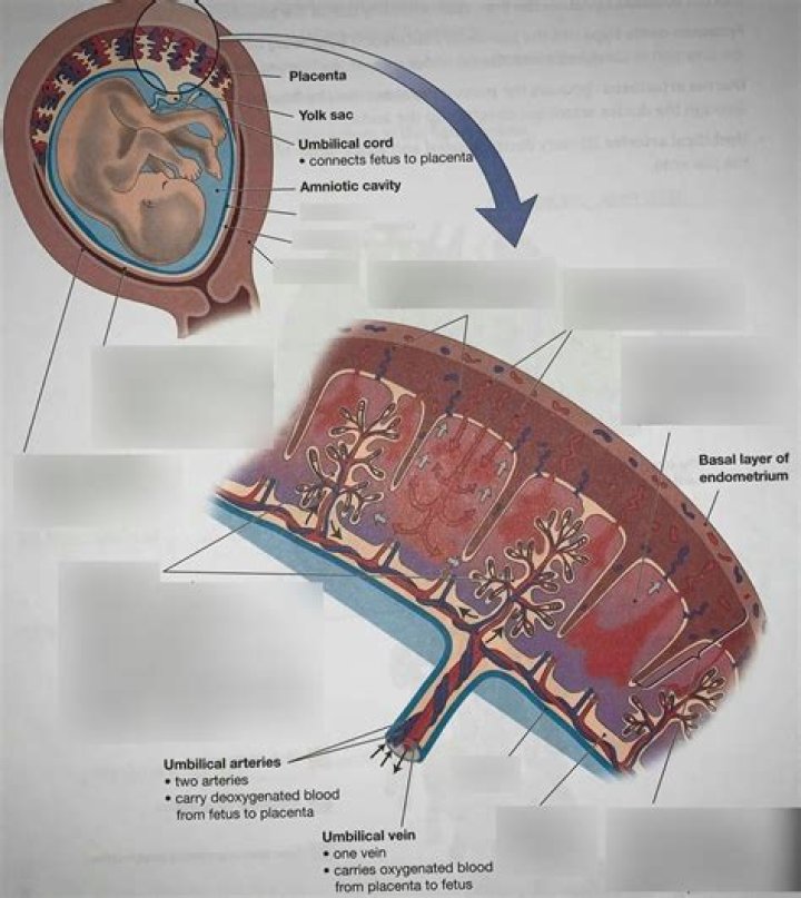 What religions bury placenta?