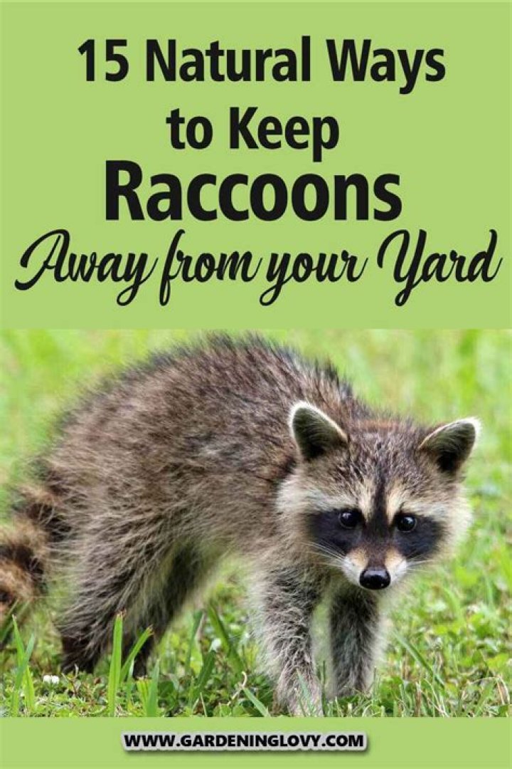 What should I do if I see a raccoon in my yard?